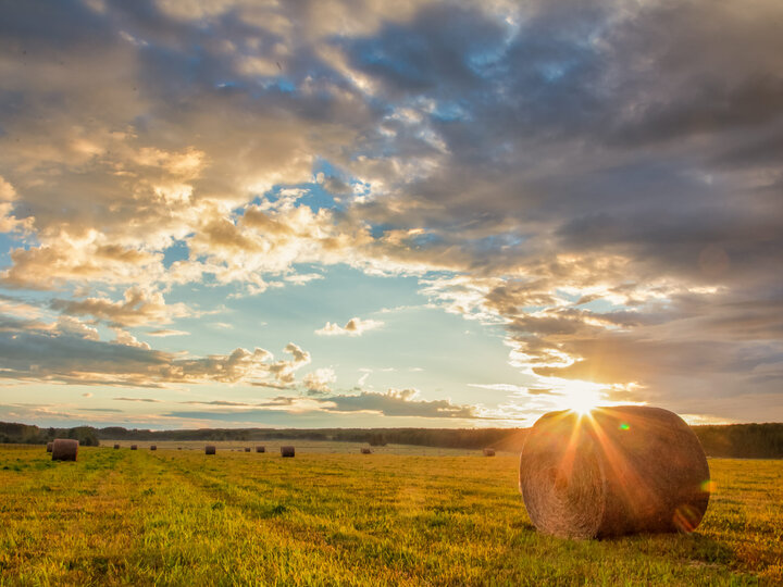 Bale in field