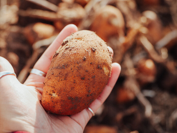 Farmer holding potato in hand